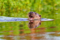 European river otter (Lutra lutra) with mouth open, in river, Dorset, UK, November