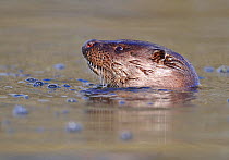 European river otter (Lutra lutra) head sticking out of water, river, Dorset, UK, November
