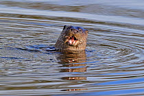 European river otter (Lutra lutra) eating fish, in river, Dorset, UK, November