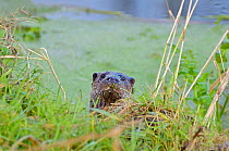 European river otter (Lutra lutra) on riverbank, Dorset, UK, November