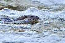 European river otter (Lutra lutra) swimming in river, Dorset, UK, December