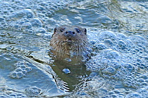 European river otter (Lutra lutra) looking up while swimming in river, Dorset, UK, December