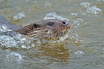 European river otter (Lutra lutra) swimming in river, Dorset, UK, December