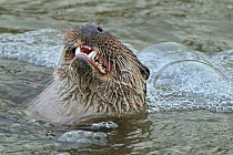 European river otter (Lutra lutra) eating small fish, Dorset, UK, December