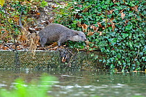 European river otter (Lutra lutra) using path on river to avoid waterfall, Dorset, UK, December