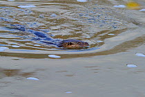 European river otter (Lutra lutra) swimming in river, UK, December