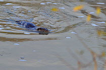 European river otter (Lutra lutra) swimming in river, UK, December