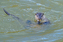 European river otter (Lutra lutra) eating small fish, UK, December