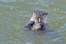 European river otter (Lutra lutra) eating small fish, UK, December
