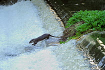 European river otter (Lutra lutra) jumping down weir, Dorset, UK, December