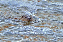 European river otter (Lutra lutra) swimming in fast flowing river, Dorset, UK, December