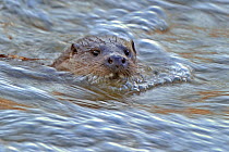 European river otter (Lutra lutra) in fast flowing river, Dorset, UK, December