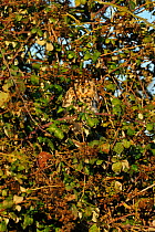 Short eared owl (Asio flammeus) perched in bramble bush, hunting, Essex, UK, January