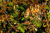 Short eared owl (Asio flammeus) perched in bramble bush, hunting, Essex, UK, January