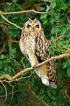 Short eared owl (Asio flammeus) perched in ivy, hunting, Essex, UK, January