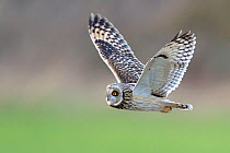 Short eared owl (Asio flammeus) in flight, hunting, Essex, UK, January. Did you know? Short-eared owls are unusual as they are active in the daytime.