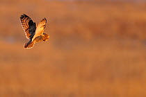 Short eared owl (Asio flammeus) in flight, hunting, Essex, UK, January. Did you know? The 'ears' of the Short eared owl are not ears but tufts of feathers.