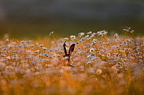 Brown european hare (Lepus europaeus) hiding amongst wild flowers, Norfolk, UK, June