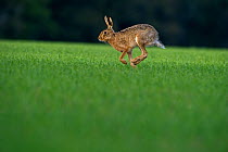 Brown european hare (Lepus europaeus) running across field, Norfolk, UK, April