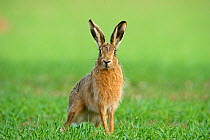 Brown european hare (Lepus europaeus) sitting alert in  field, Norfolk, UK, April