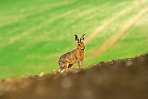 Brown european hare (Lepus europaeus) in field, Norfolk, UK, April
