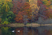 Two Mute swans (Cygnus olor) on water with a backdrop of autumn trees, Loch Insh, Cairngorms NP, Highlands, Scotland, October 2011