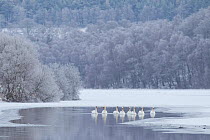 Group of Mute swans (Cygnus olor) on a partially frozen loch, Loch Laggan, Creag Meagaidh NNR, Scotland, UK, December 2010