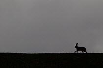 Brown hare (Lepus europaeus) silhouetted against the skyline, Hertfordshire, UK, March 2010
