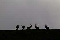 Five Brown hares (Lepus europaeus) silhouetted against the skyline, Hertfordshire, UK, March 2010