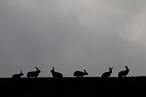 Six Brown hares (Lepus europaeus) silhouetted against the skyline, Hertfordshire, UK, March 2010