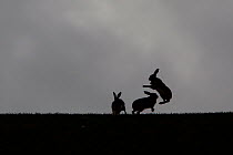 Two Brown hares (Lepus europaeus) boxing and a third looking on, silhouetted against the skyline, Hertfordshire, UK, March 2010