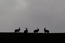 Four Brown hares (Lepus europaeus) silhouetted against the skyline, Hertfordshire, UK, March 2010. Did you know? 60% of Britain's hare population lives on arable land.