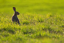 Brown hare (Lepus europaeus) sitting up in an arable field, Scotland, UK, May 2010