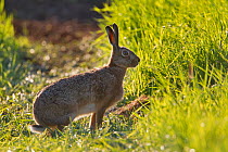 Brown hare (Lepus europaeus) in an arable field, Scotland, UK, May 2010. Did you know? The European brown hare is the fastest land mammal in the UK.