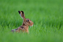 Brown hare (Lepus capensis) sitting up in an arable field, Scotland, UK, May 2010