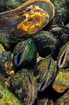 Freshwater pearl mussels (Margaritifera margaritifera) on river bed, Ennerdale Valley, Lake District NP, Cumbria, England, UK, October 2011