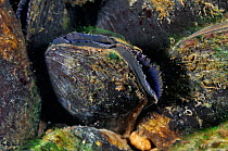 Freshwater pearl mussel (Margaritifera margaritifera) on river bed, Ennerdale Valley, Lake District NP, Cumbria, England, UK, October 2011