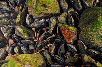 Freshwater pearl mussels (Margaritifera margaritifera) on river bed, Ennerdale Valley, Lake District NP, Cumbria, England, UK, October 2011