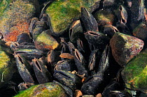 Freshwater pearl mussels (Margaritifera margaritifera) on river bed, Ennerdale Valley, Lake District NP, Cumbria, England, UK, October 2011. 2020VISION Book Plate.
