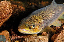 Portrait of a Brown trout (Salmo trutta), Ennerdale Valley, Lake District NP, Cumbria, England, UK, November 2011