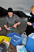 Environment Agency staff preparing to remove sperm from Arctic charr (Salvelinus alpinus) for a breeding programme, Ennerdale Valley, Lake District NP, Cumbria, England, UK, November 2011