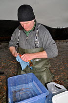Environment Agency staff preparing to remove sperm from Arctic charr (Salvelinus alpinus) for a breeding programme, Ennerdale Valley, Lake District NP, Cumbria, England, UK, November 2011