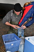 Environment Agency staff removing eggs from Arctic charr (Salvelinus alpinus) for a breeding programme, Ennerdale Valley, Lake District NP, Cumbria, England, UK, November 2011
