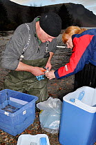 Environment Agency staff removing sperm from Arctic charr (Salvelinus alpinus) for a breeding programme, Ennerdale Valley, Lake District NP, Cumbria, England, UK, November 2011