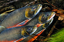 Arctic charr (Salvelinus alpinus) males showing breeding colours, in spawning river, Ennerdale Valley, Lake District NP, Cumbria, England, UK, November 2011