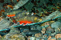 Arctic charr (Salvelinus alpinus) males showing breeding colours, in a river where they have come to spawn, in front of charr net, Ennerdale Valley, Lake District NP, Cumbria, England, UK, November 20...