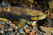 Brown trout (Salmo trutta), Ennerdale Valley, Lake District NP, Cumbria, England, UK, November 2011