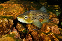 Brown trout (Salmo trutta), Ennerdale Valley, Lake District NP, Cumbria, England, UK, November 2011. Did you know? Trout scales have growth rings which you can read in the same way tree rings.