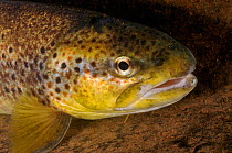 Portrait of a Brown trout (Salmo trutta), River Caldew, Cumbria, England, UK, November 2011