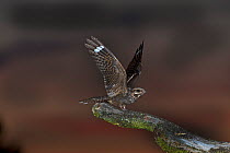 Eurasian nightjar (Caprimulgus europaeus) male landing on song perch, Suffolk Sandlings, Suffolk, UK, July. 2020VISION Book Plate. Did you know? Nightjars are also known as Goatsuckers - due to an old...